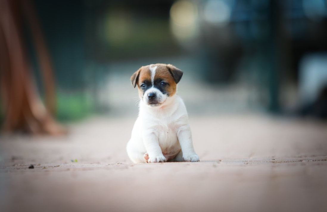 chiot jack russel